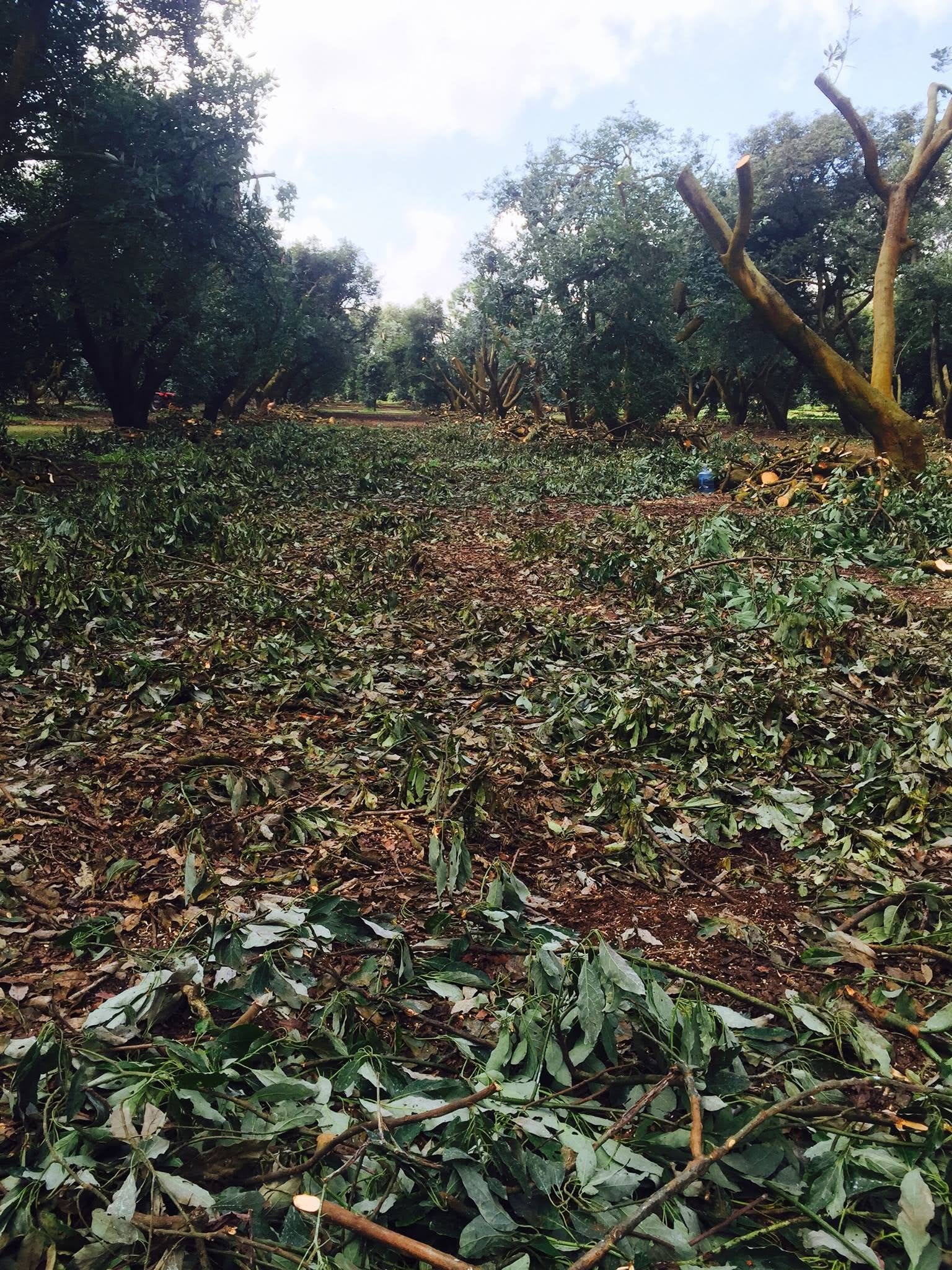Huerto después de poda con restos vegetales