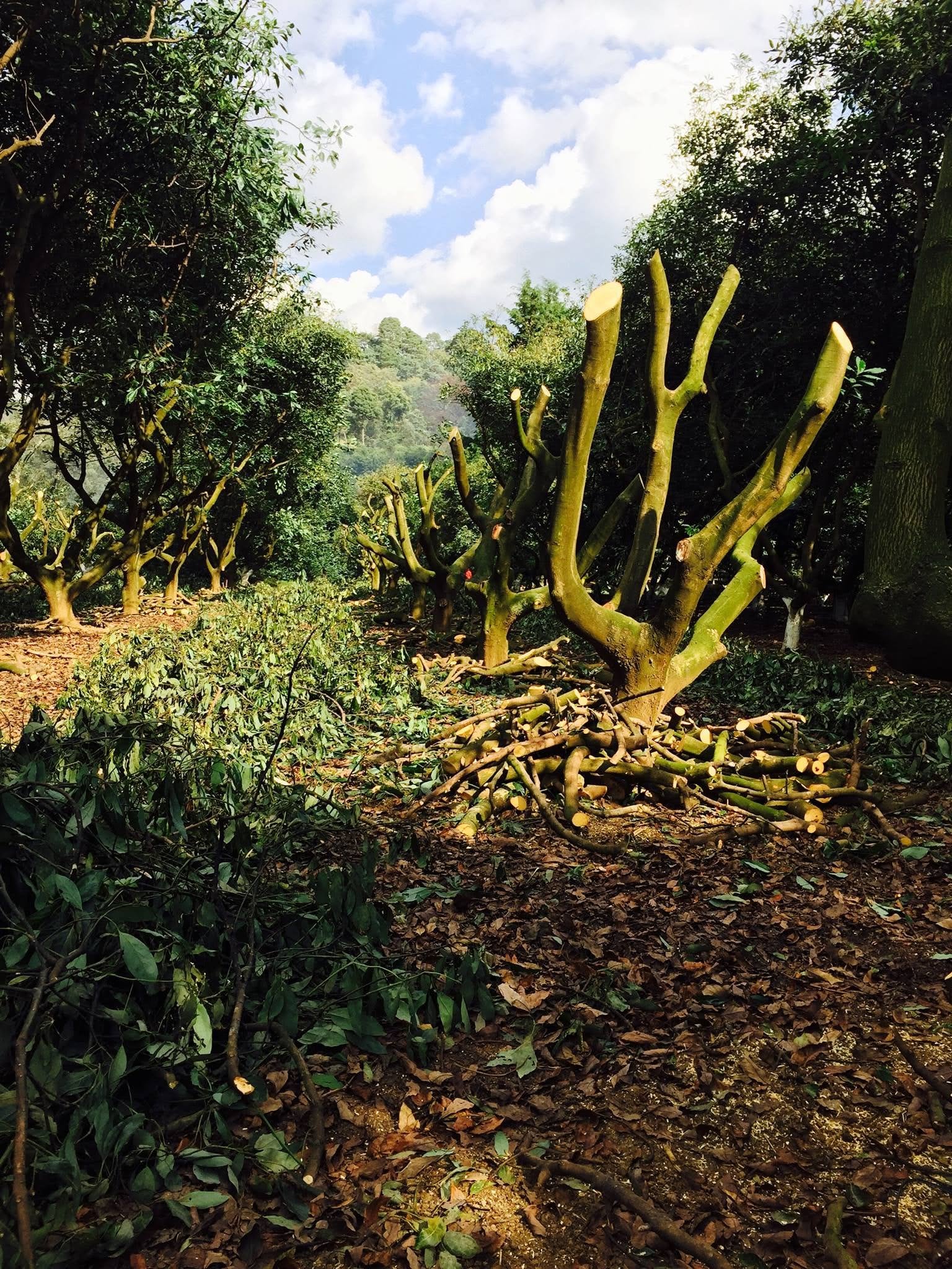 Poda de renovación en aguacate