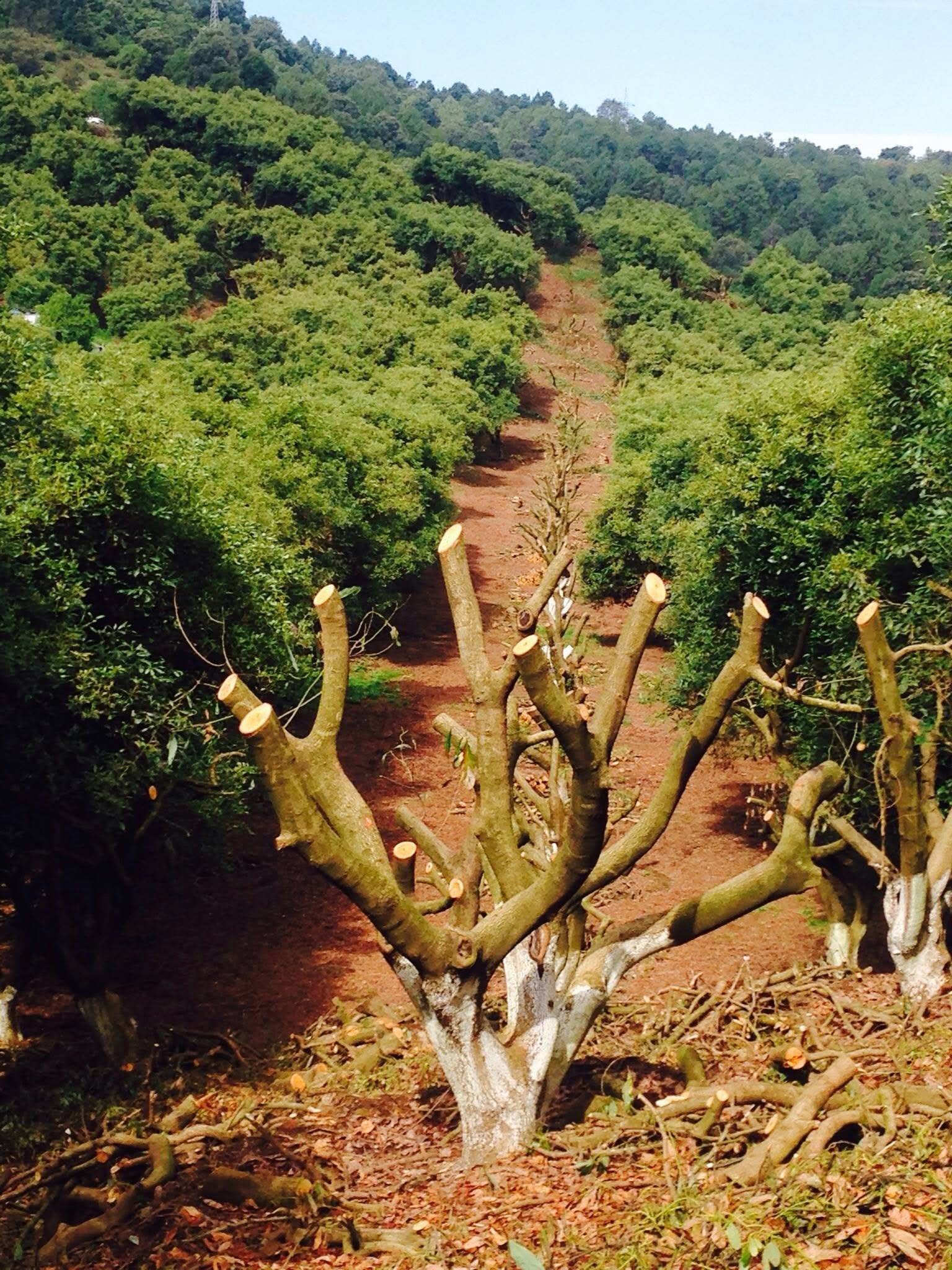 Árboles podados en ladera