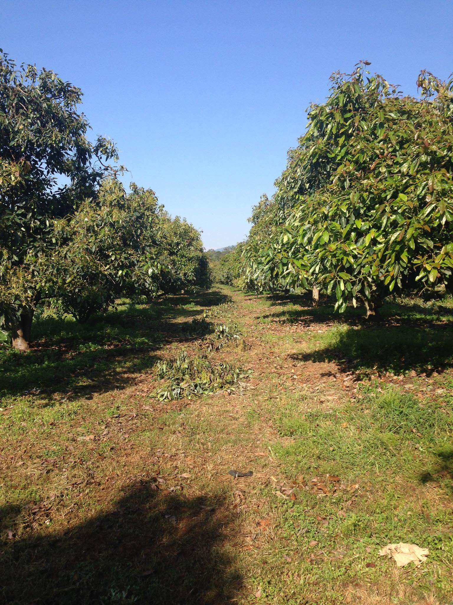 Huerto de aguacate joven o en manejo de formación