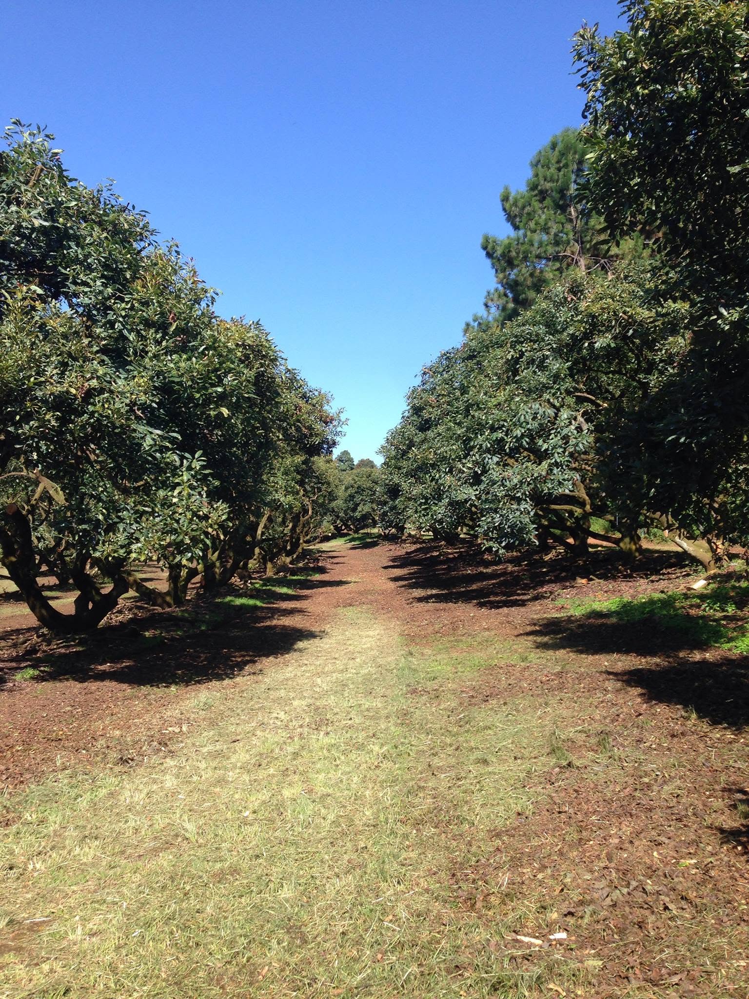 Surco de huerto de aguacate