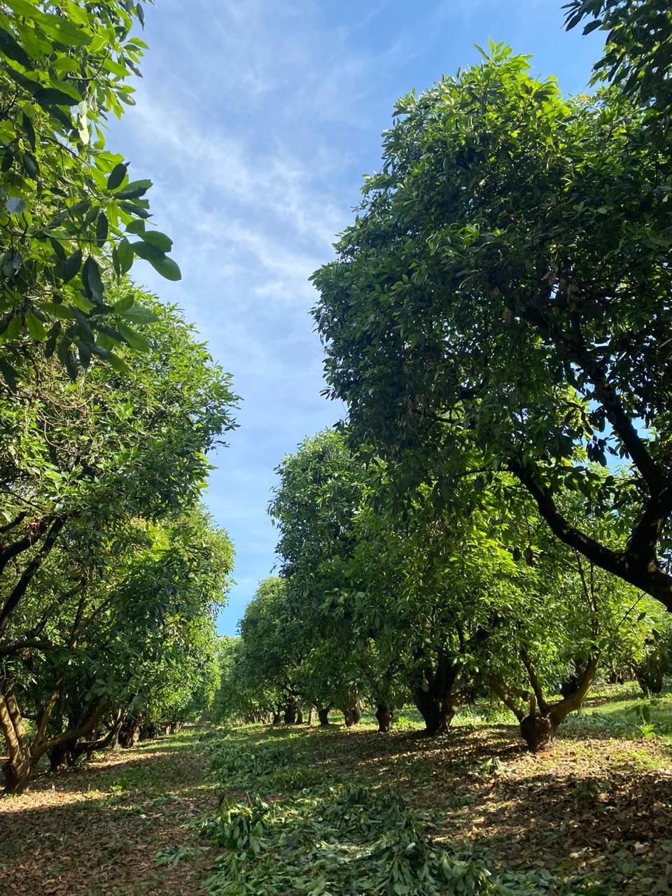 Huerto de aguacate con árboles altos y copa cerrada
