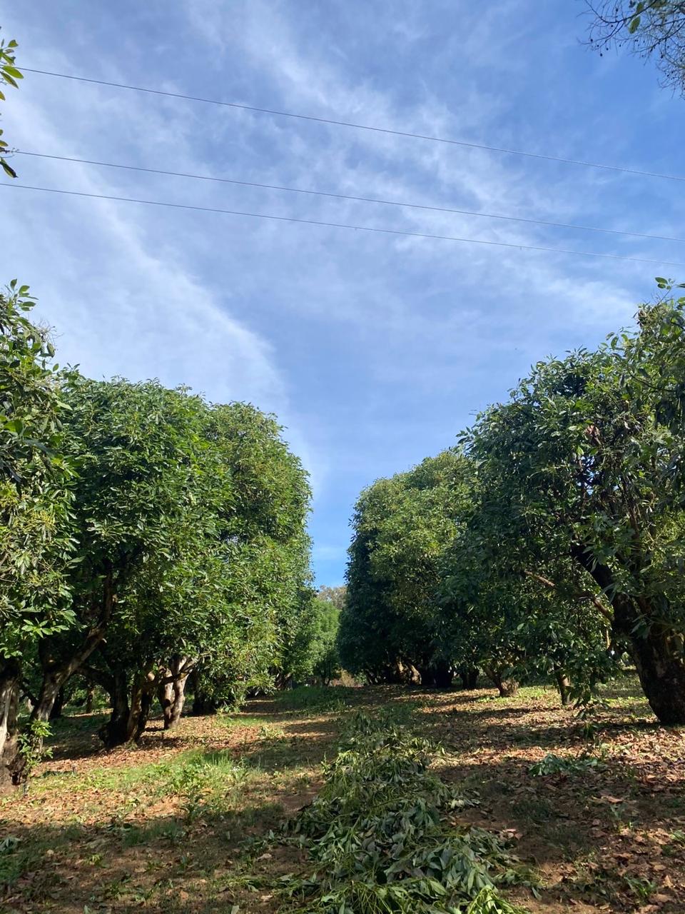 Surco de huerto de aguacate con restos de poda